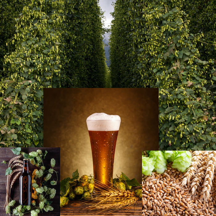 1 Gallon Nano-brew | Hoptastic Session IPA [Partial Mash] Recipe Kit