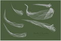 Animated fabric veil animation