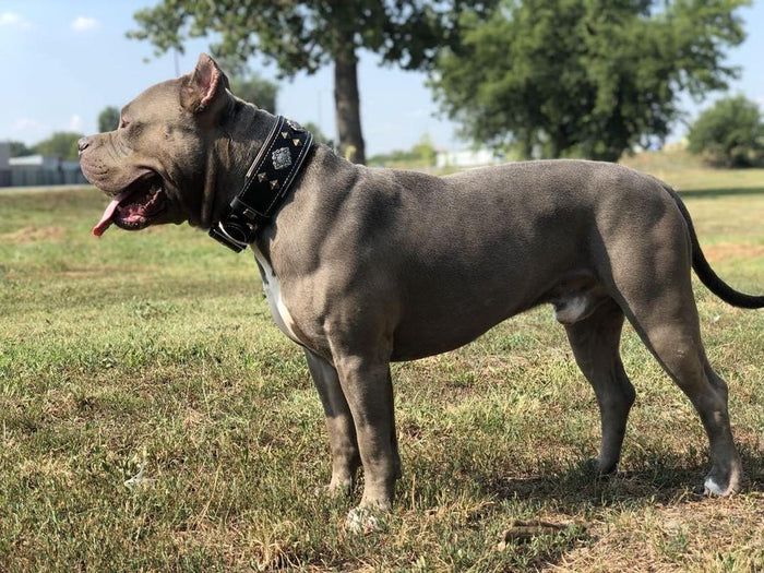 Gray dog standing on grass with trees in the background