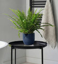Boston Fern