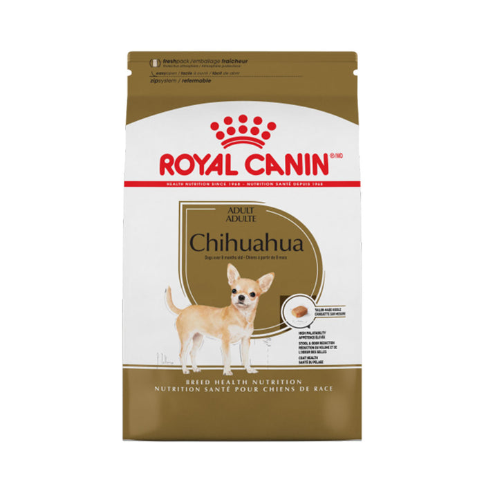 Chihuahua Adult