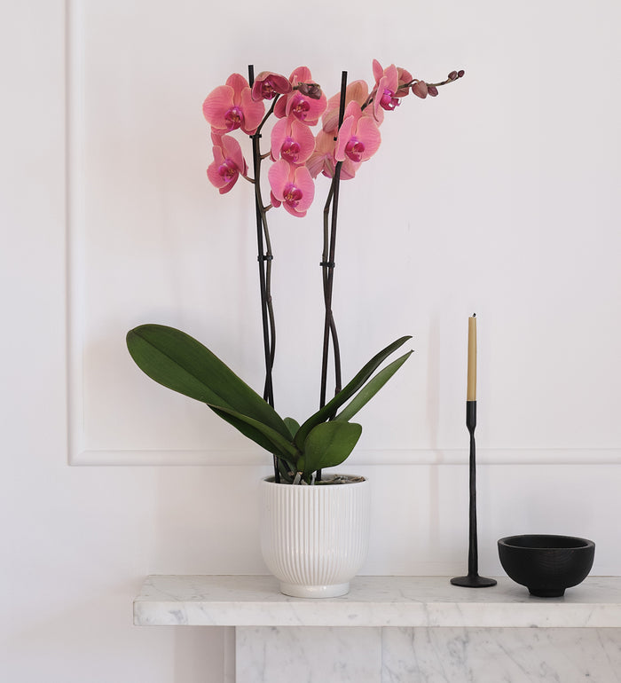 Coral Orchid & Pot