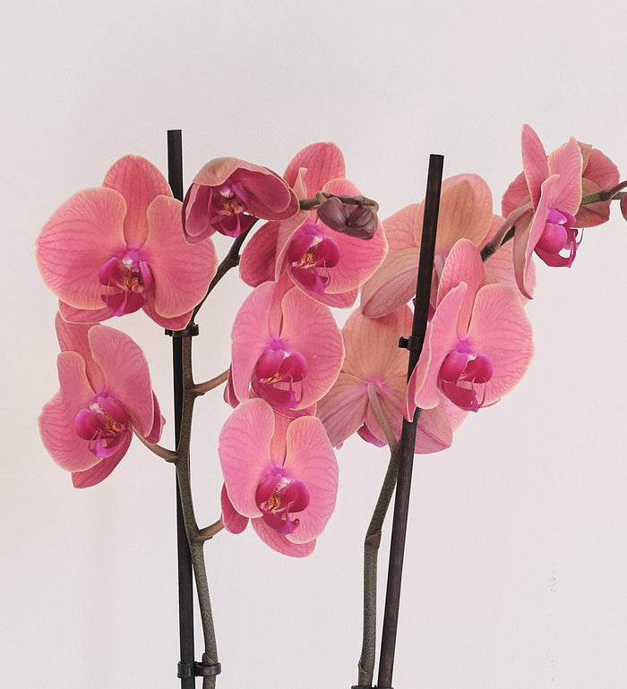 Coral Orchid & Pot