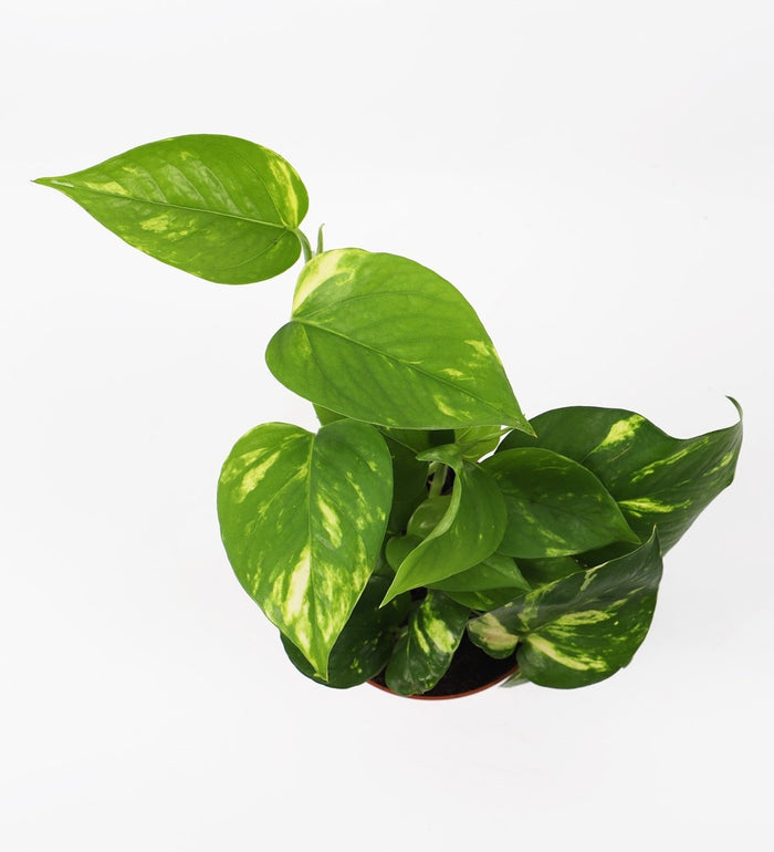 Devil's Ivy