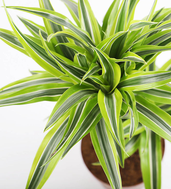 Dracaena Lemon & Lime