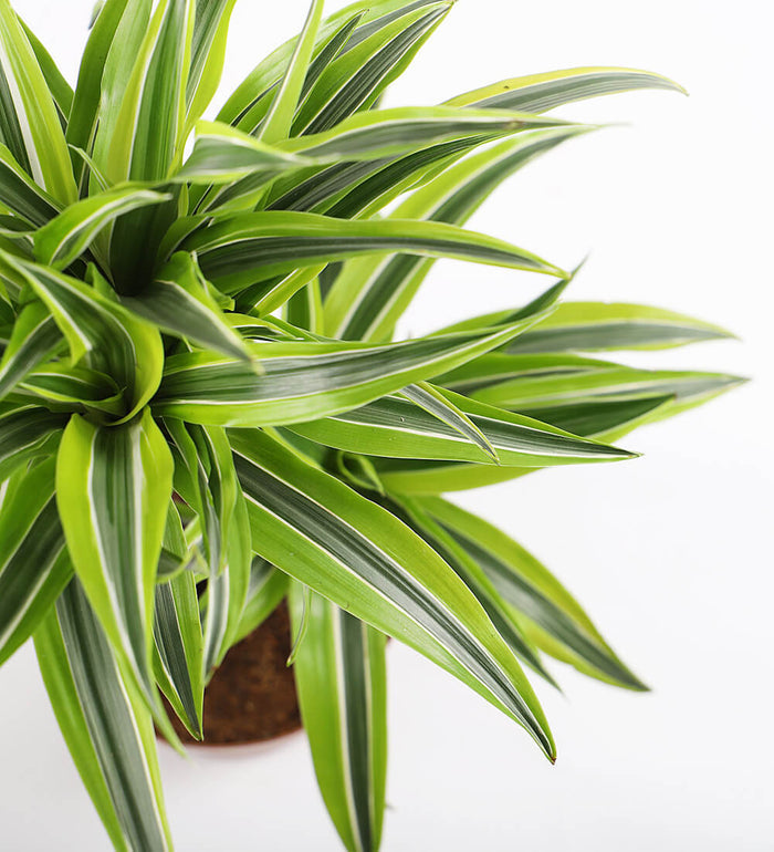 Dracaena Lemon & Lime