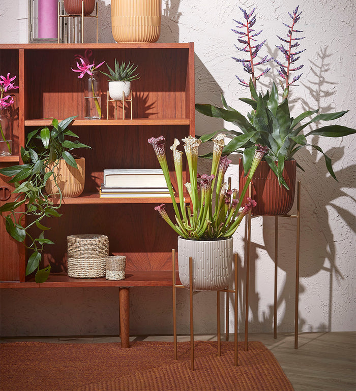 Gold Plant Stand 55cm