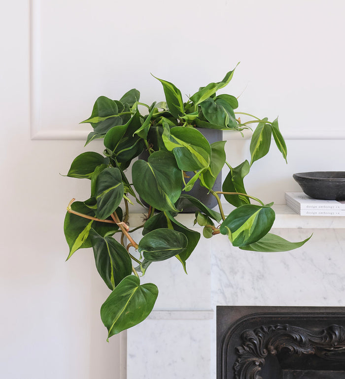 Hanging Philodendron Brasil