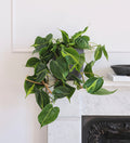 Hanging Philodendron Brasil