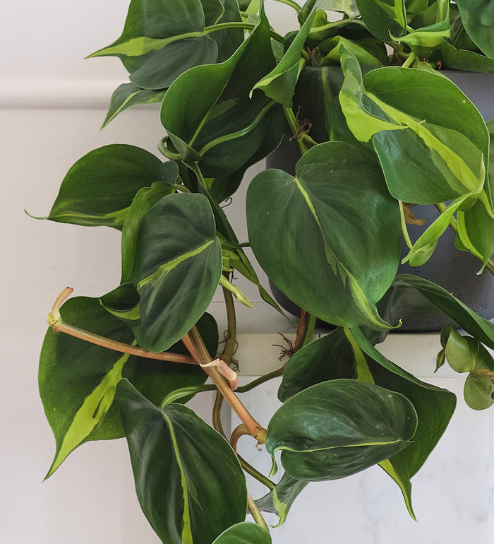 Hanging Philodendron Brasil
