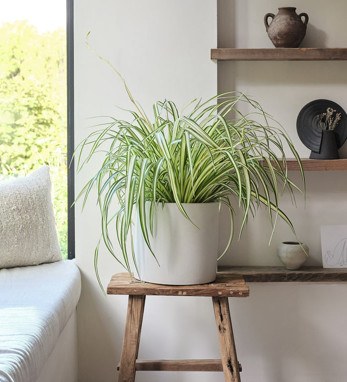Hanging Spider Plant