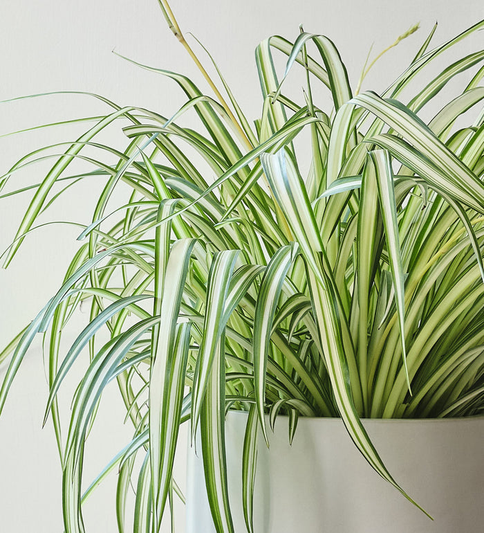 Hanging Spider Plant