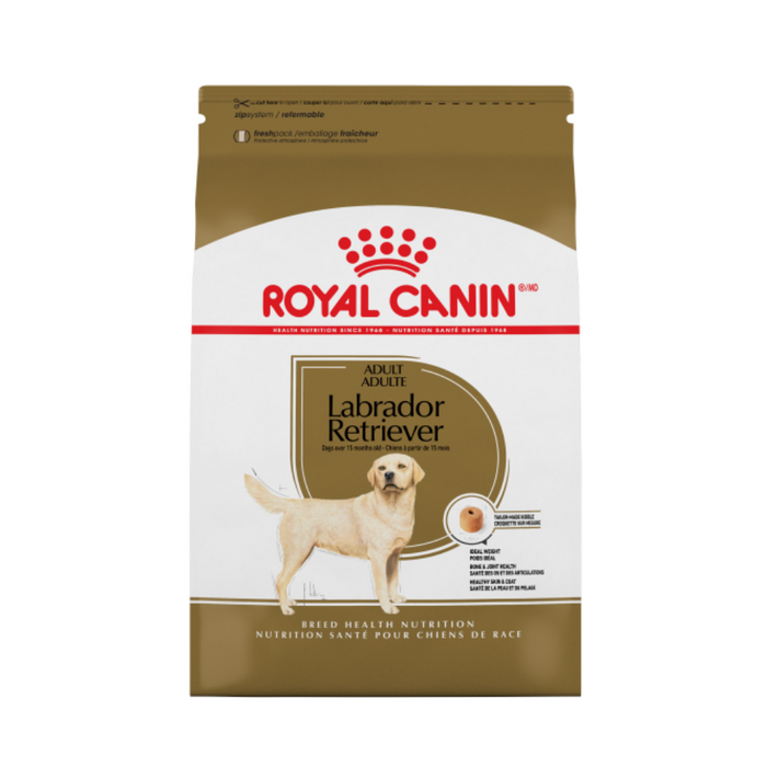 Labrador Retriever Adult
