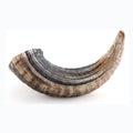 Lamb Horn