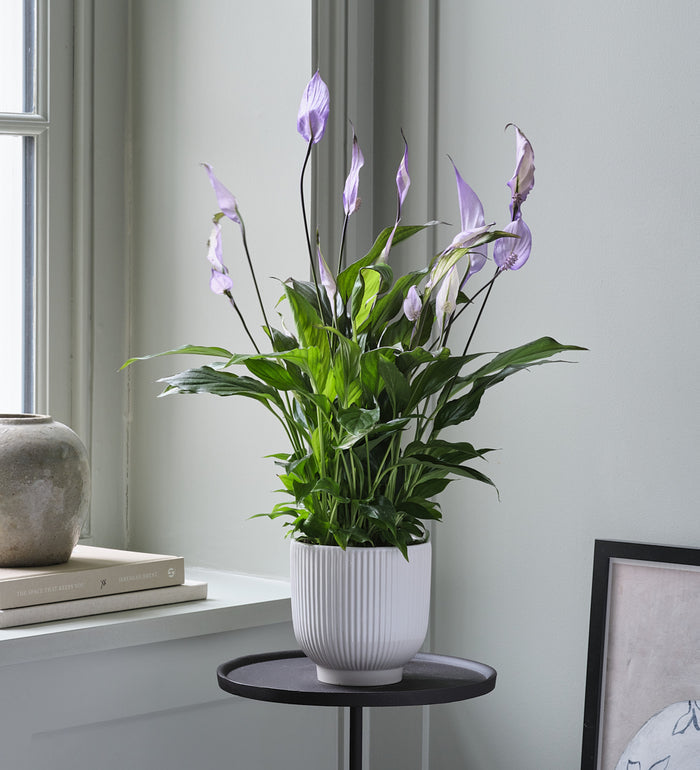 Lilac Peace Lily & Pot