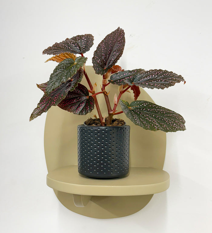Mini Begonia Maculata & Pot