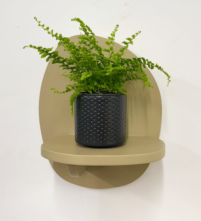 Mini Boston Fern & Pot