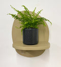 Mini Boston Fern & Pot