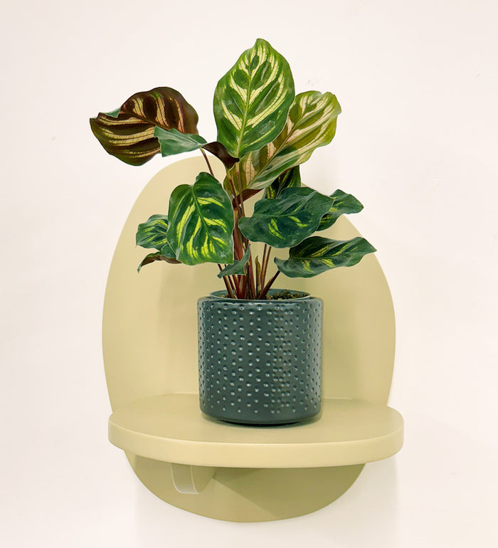 Mini Calathea Makoyana & pot