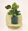 Mini Calathea Makoyana & pot