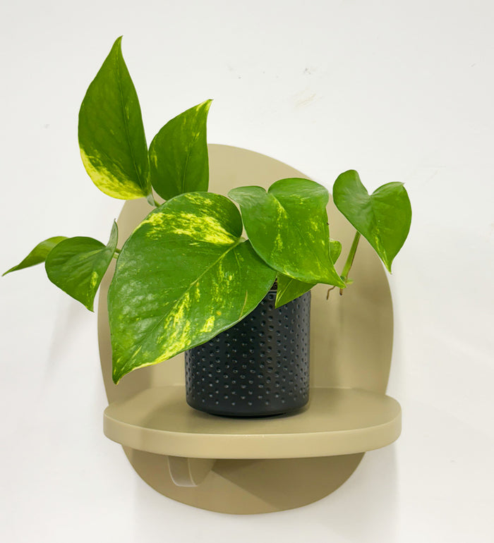 Mini Devil's Ivy & Pot