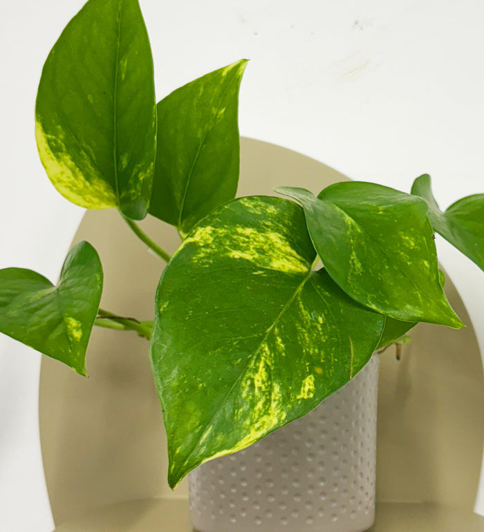 Mini Devil's Ivy & Pot