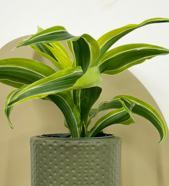 Mini Dragon Plant & Pot