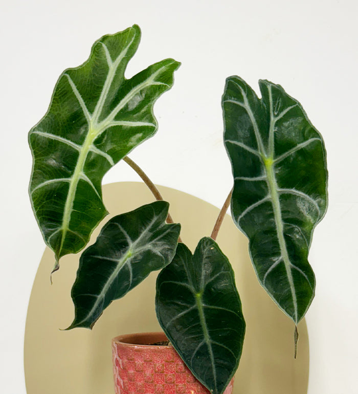 Mini Elephant Ear & Pot