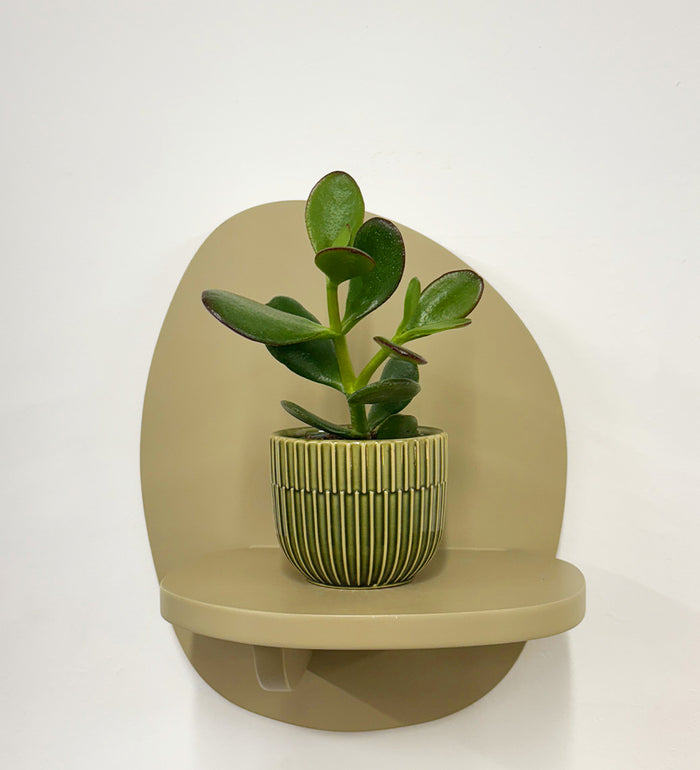 Mini Jade Plant & Pot