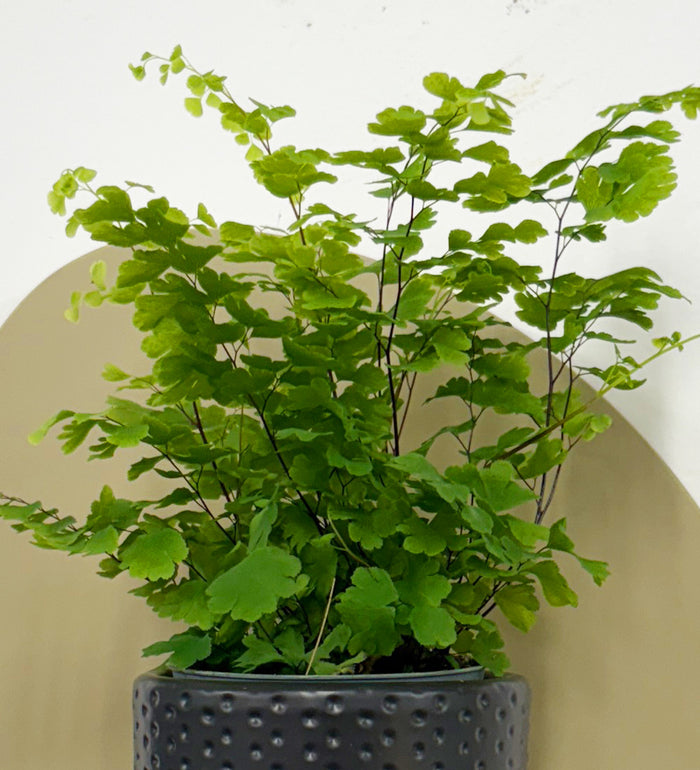 Mini Maidenhair Fern & Pot