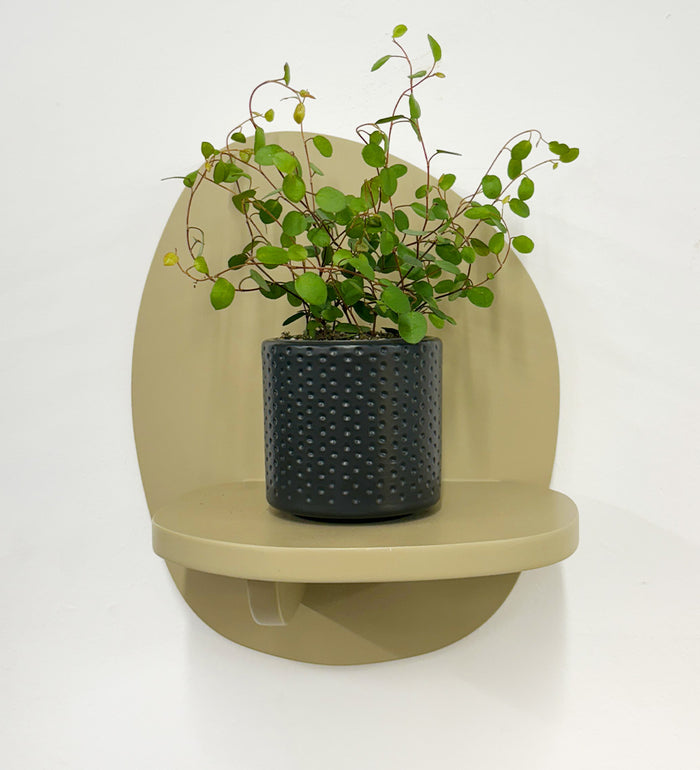 Mini Maidenhair Vine & Pot