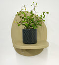 Mini Maidenhair Vine & Pot