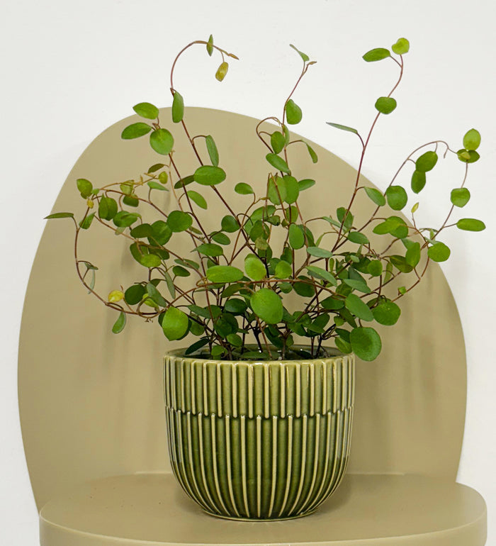 Mini Maidenhair Vine & Pot