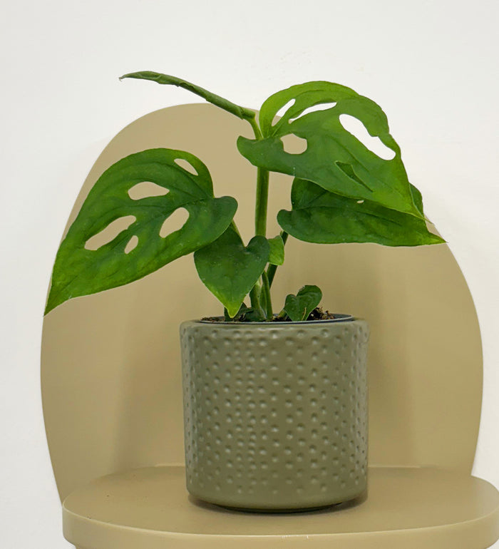 Mini Monstera Obliqua & Pot