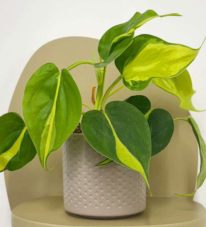 Mini Philodendron Brasil & Pot