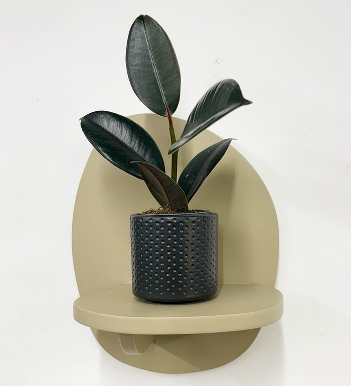 Mini Rubber Plant & pot