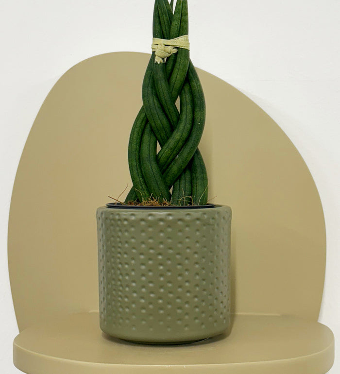 Mini Sansevieria Cylindrica Twist & Pot