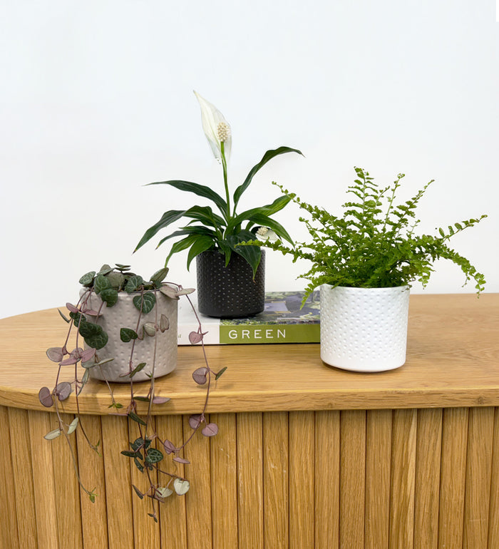 Mini Spider Plant & Pot
