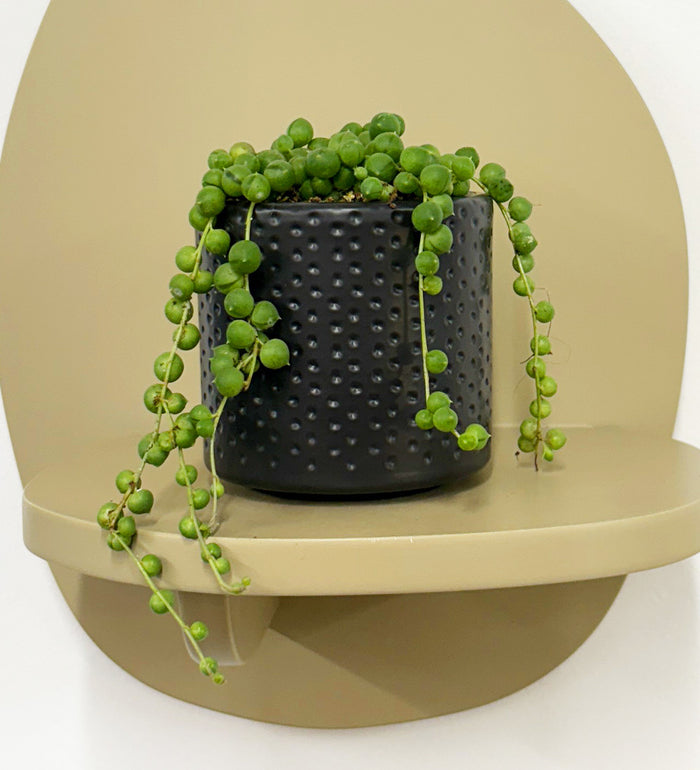 Mini String of Pearls & Pot