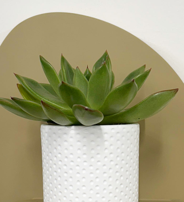 Mini Succulent & Pot
