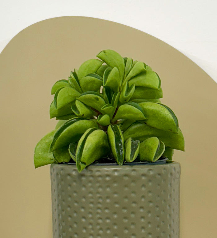 Mini Taco Plant & Pot