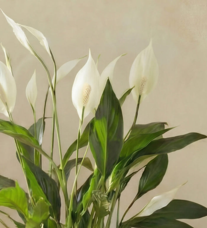 Peace lily & pot