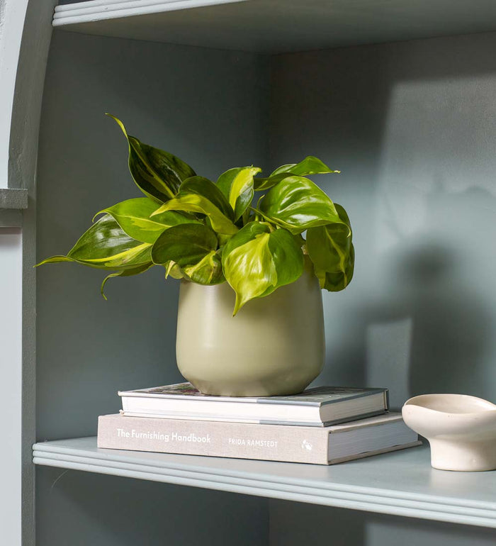 Philodendron Brasil