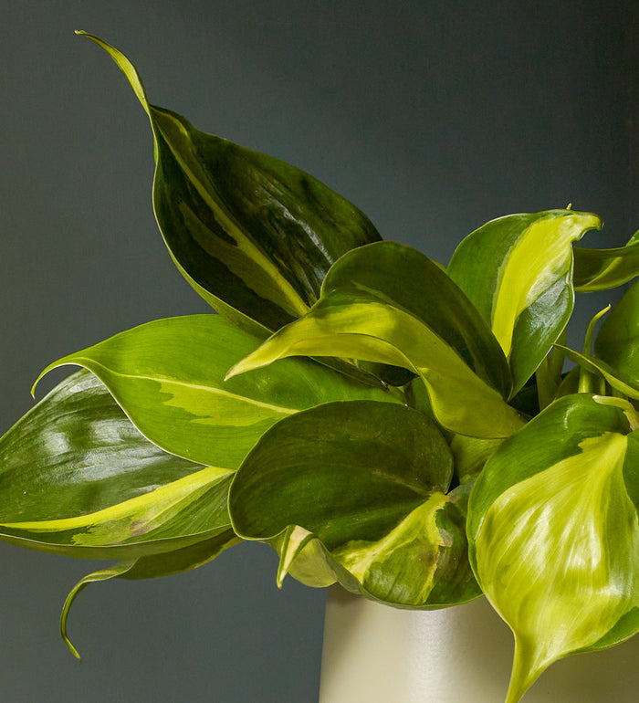 Philodendron Brasil