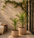 Phoenix canariensis