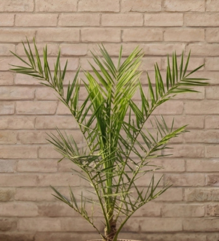 Phoenix canariensis