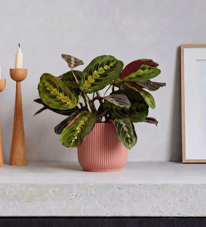 Prayer Plant & Self-watering Pot