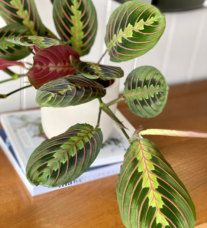 Prayer Plant & Self-watering Pot