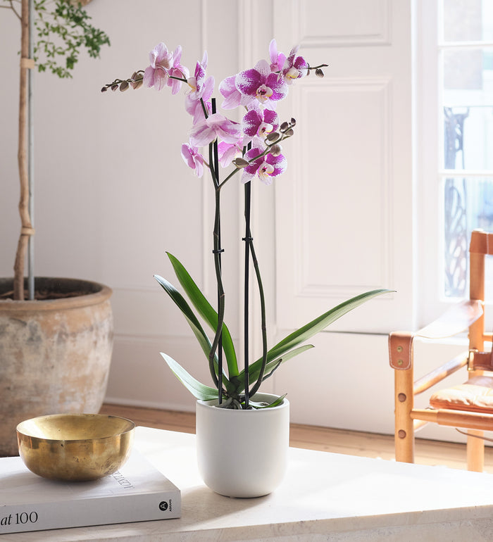 Purple Orchid & Pot