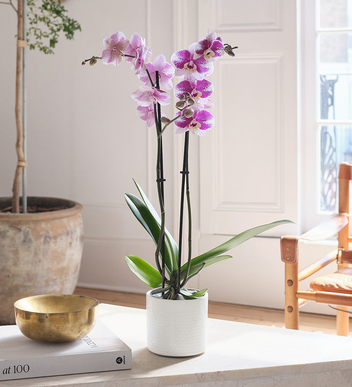 Purple Orchid & Pot